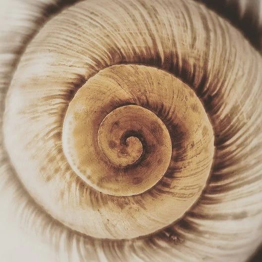 IG_Filtered_Snail_Cone_download